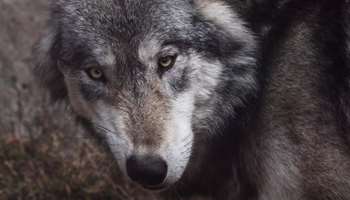 Image for Wolves Are Coming Back to Colorado. Now What?