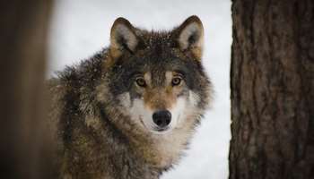 Image for Breaking Down Barriers and Reducing Conflict Over Wolves in Colorado
