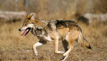 Image for A Path Forward for Wolves: Lessons from Past Reintroductions