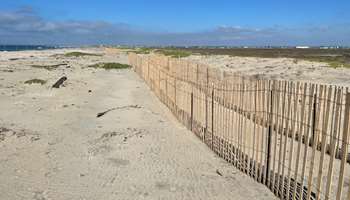 Image for Castles Made of Sand: Environmental Engineers Look to Nature to Rebuild Coastal Sand Dunes