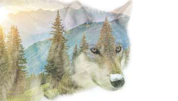 Image for event Community Perspectives and Conflict over Wolves
