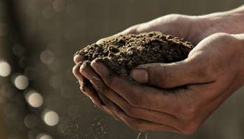 Image for Saving the Soil and the Planet
