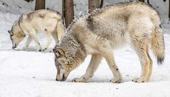 Image for The Science of Restoring Wolves to Colorado