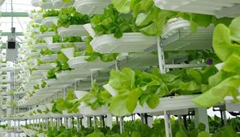Image for Vertical Farming Could Make Produce More Sustainable. But is it Feasible?